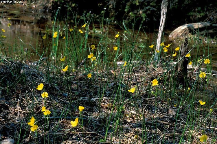 Utricularia striata 8