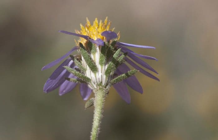 Machaeranthera 2