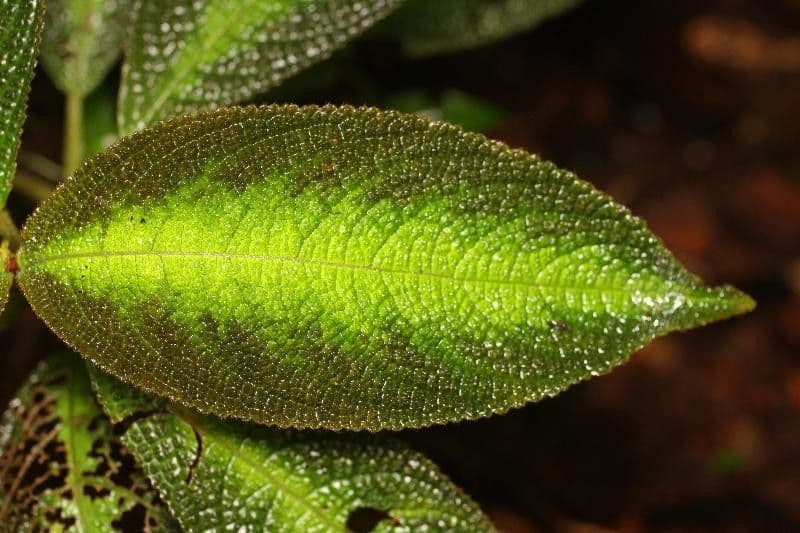 Nautilocalyx 2