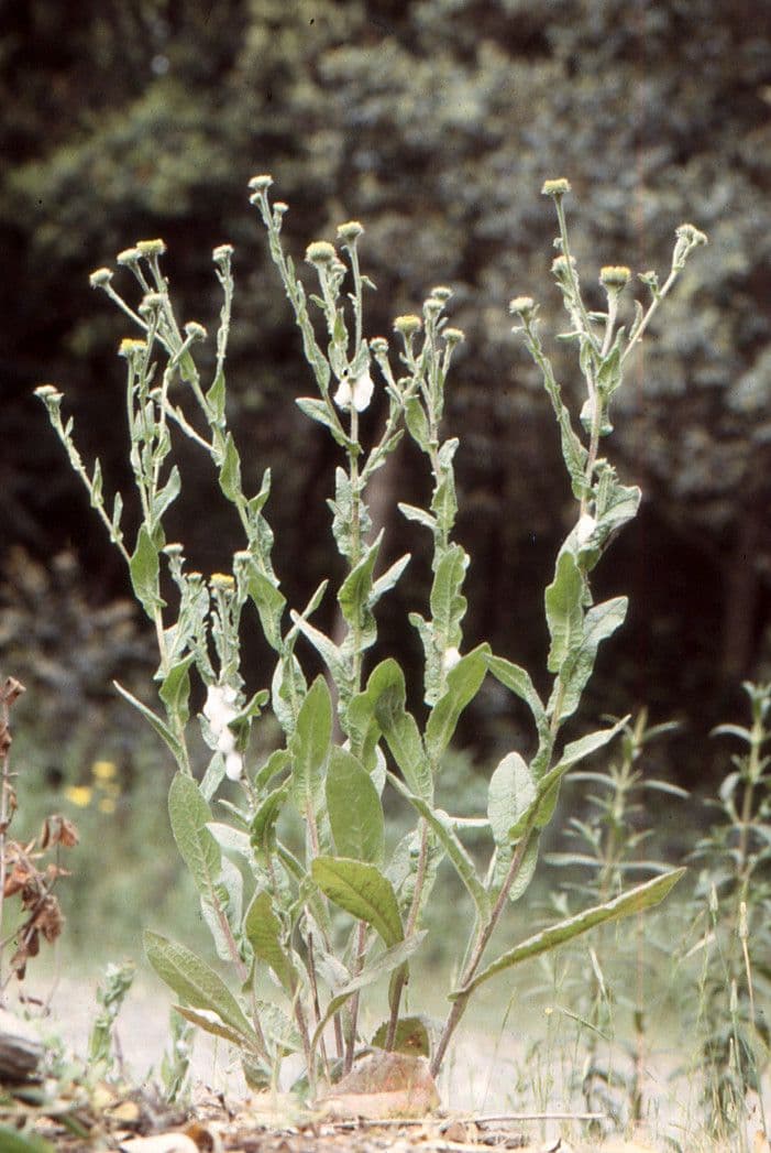Pulicaria odora 12