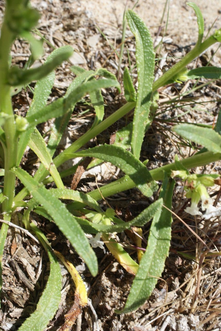 Anchusa 16