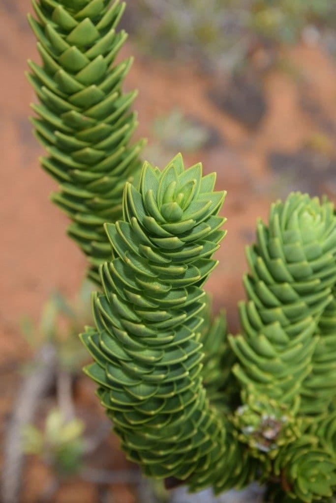 Araucaria 9