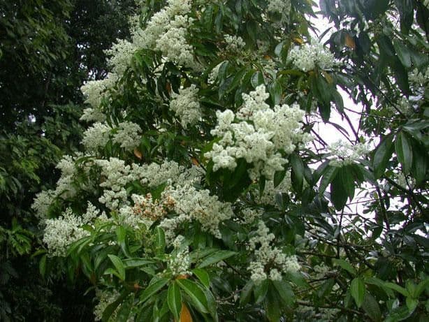 Miconia 14