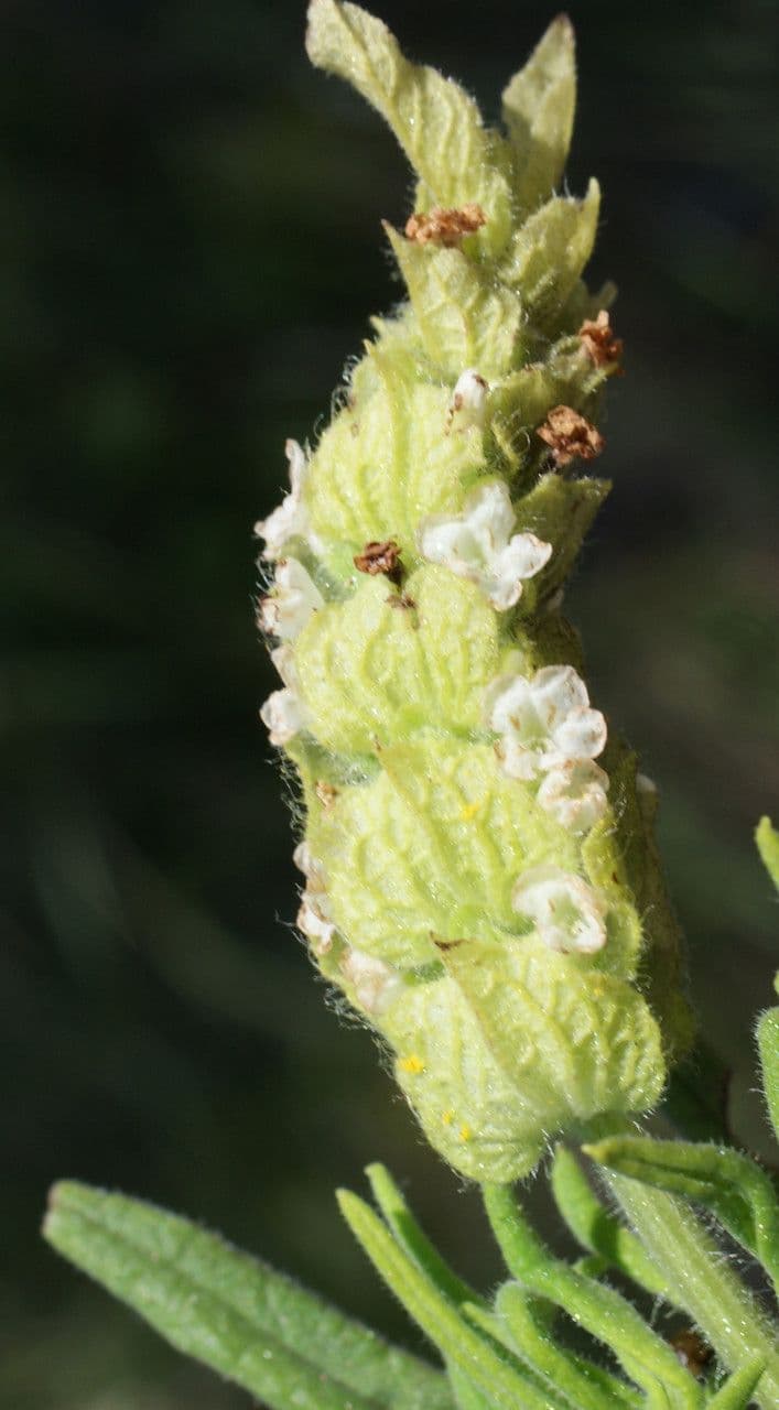 Lavanda verde 6