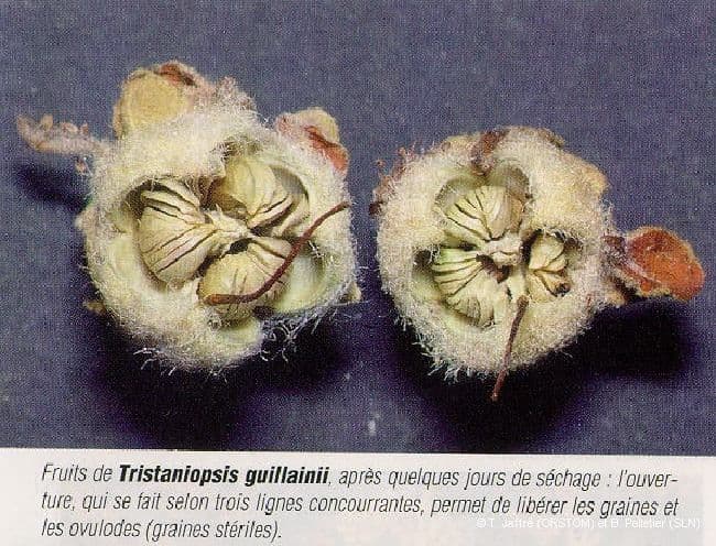 Tristaniopsis 3