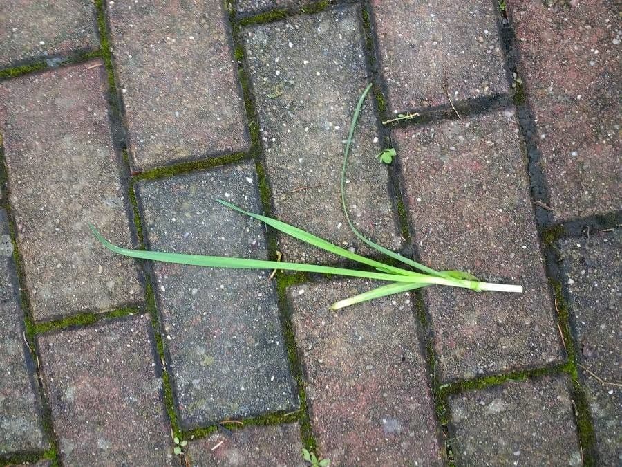 Kohl-Lauch 19