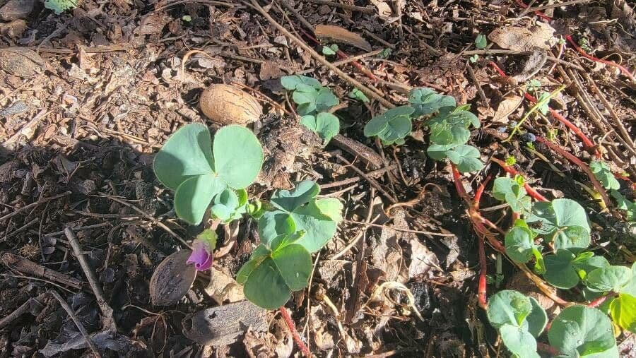 Oxalis pourpre 13