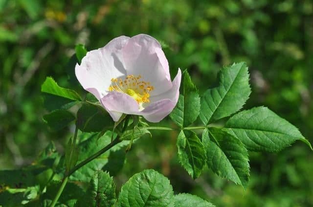 Rosa rugosa 2
