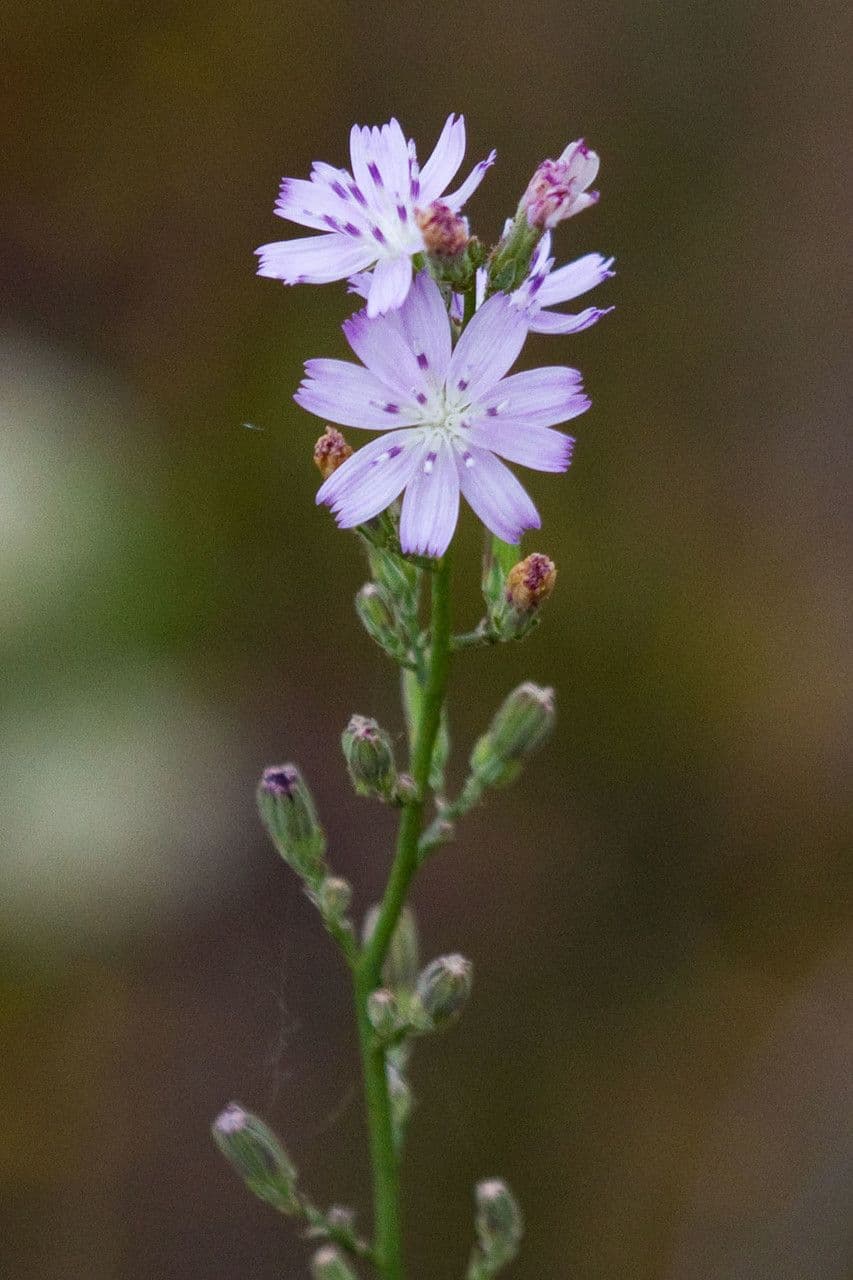 Stephanomeria diegensis 3