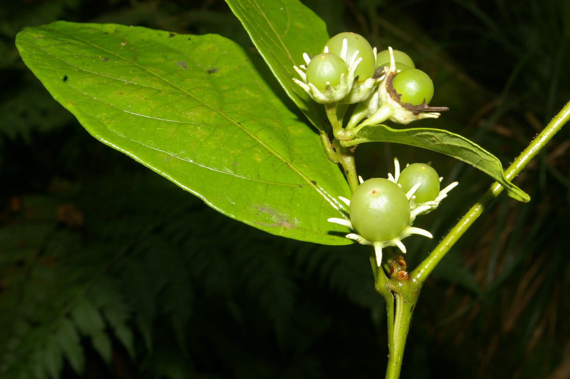 Lycianthes pauciflora 2