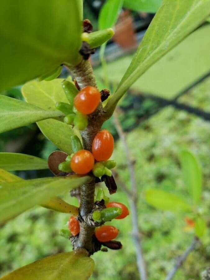 Pianta formica