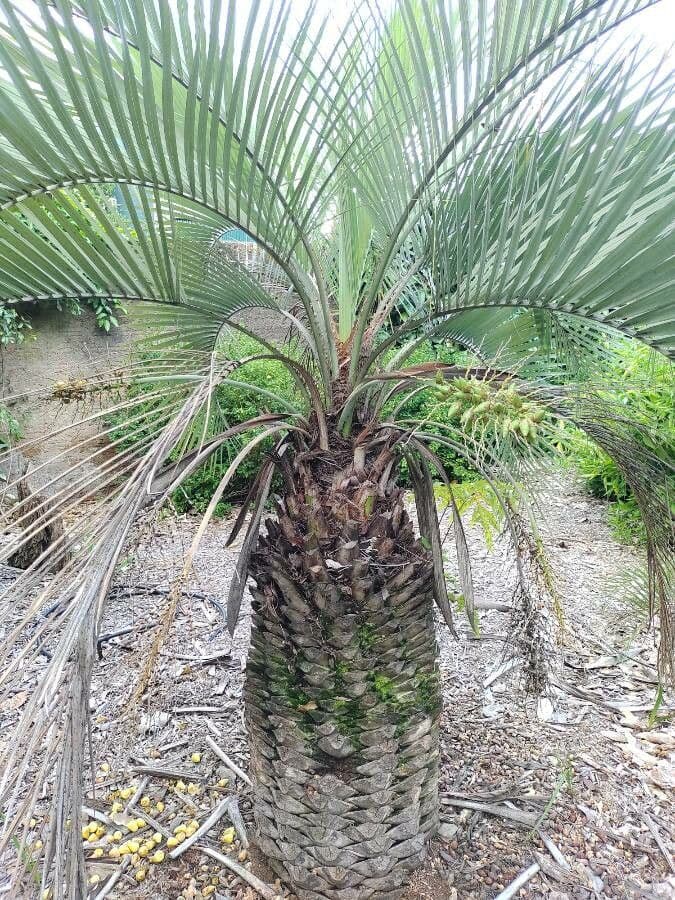 Butia 4