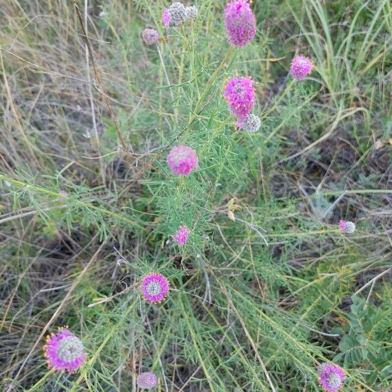 Dalea purpurea 15