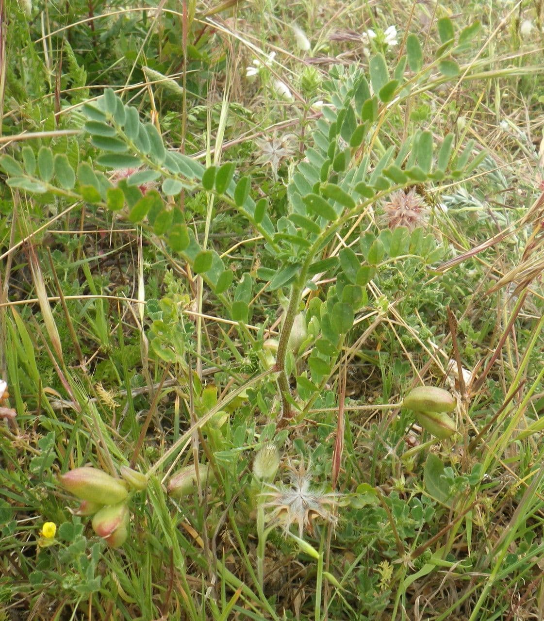 Gelbe Tragant 13