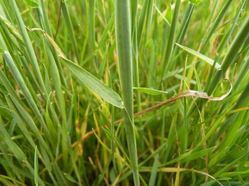 Orzo marittimo 22
