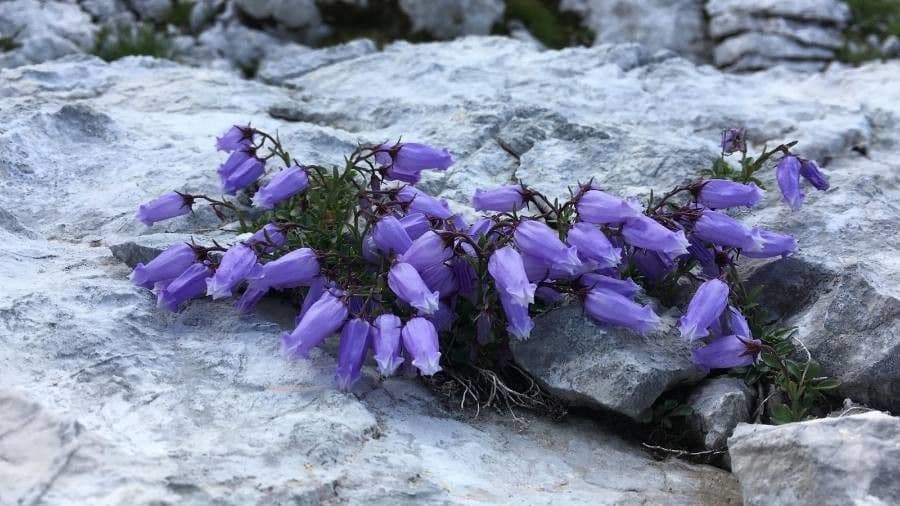 Zwerg-Glockenblume 15