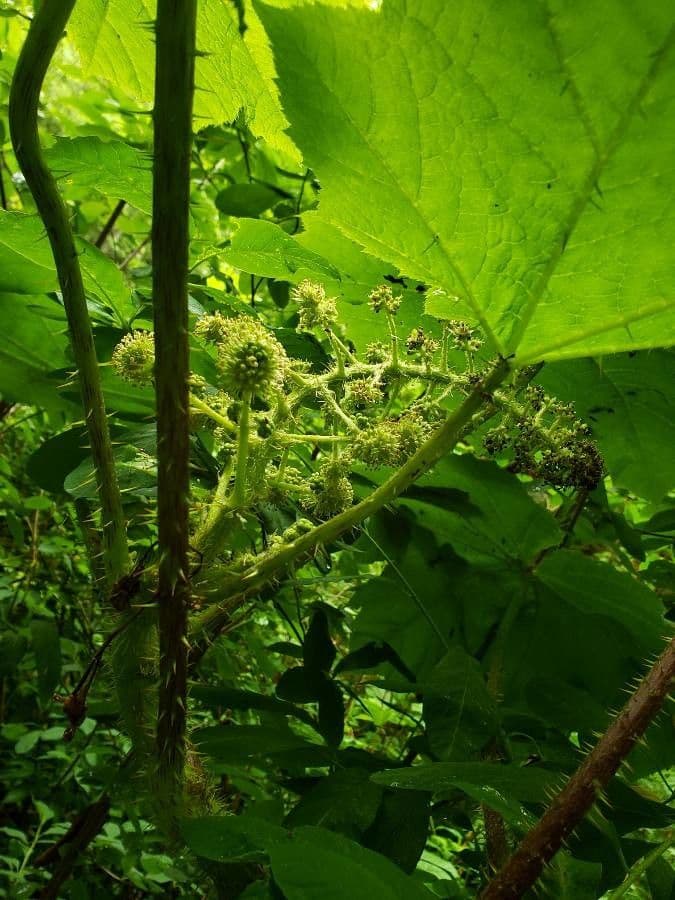 Oplopanax horridus 4