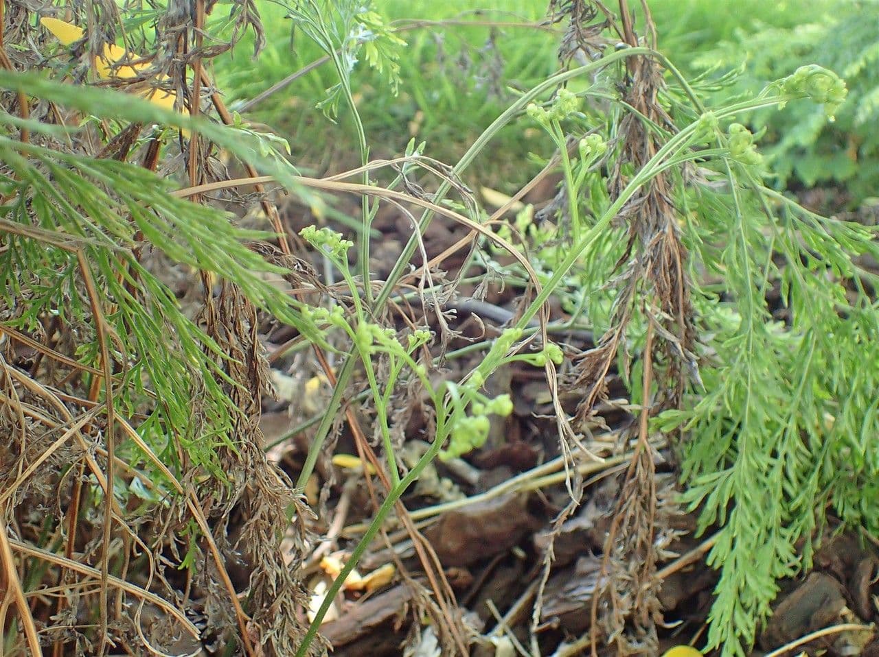 Onychium japonské 4