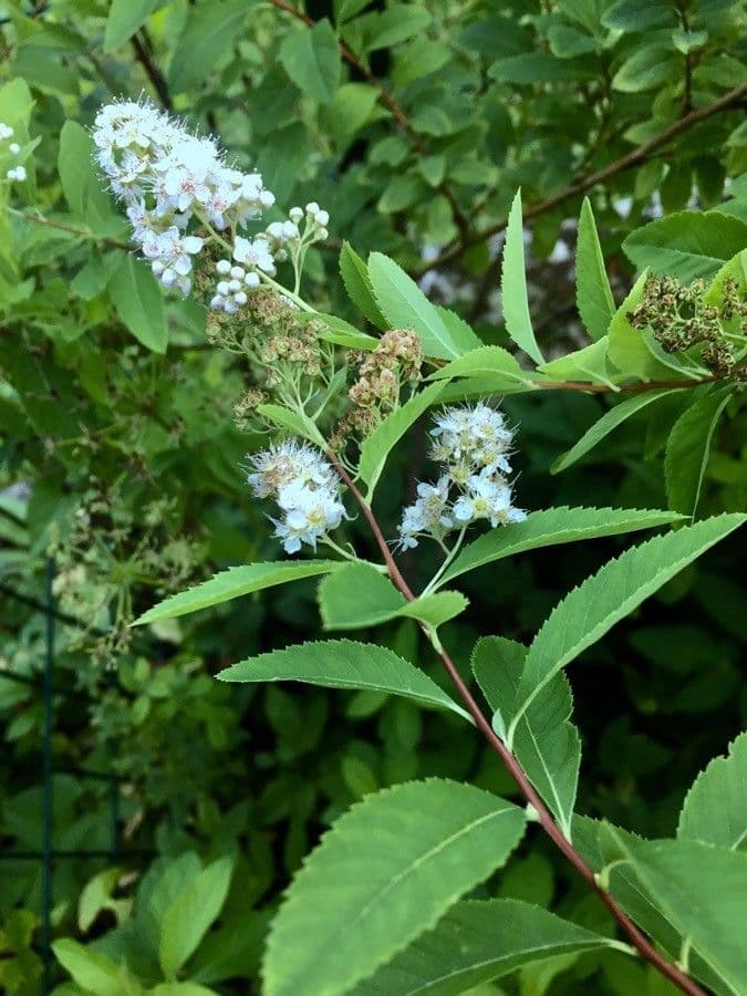 Spirea bianca 17