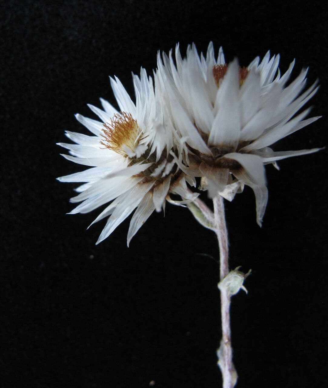 Anaphalioides 5
