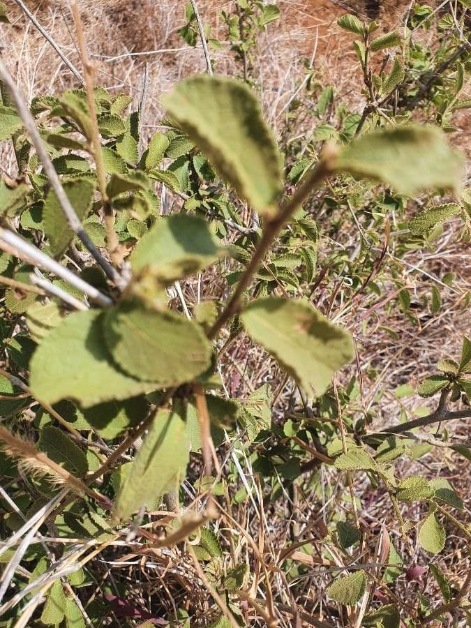 Grewia 17