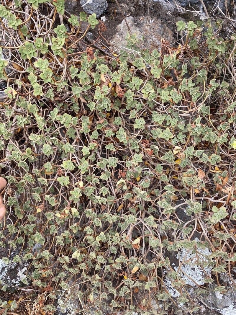 Aeonium 6