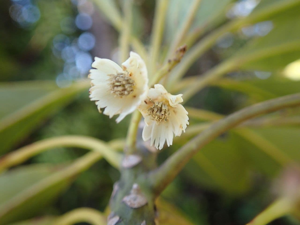 Elaeocarpus 5