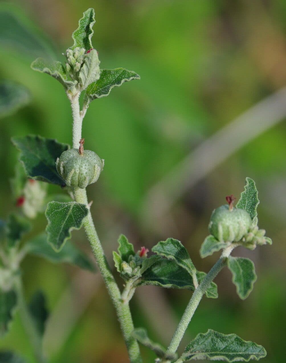 Chrozophora 22