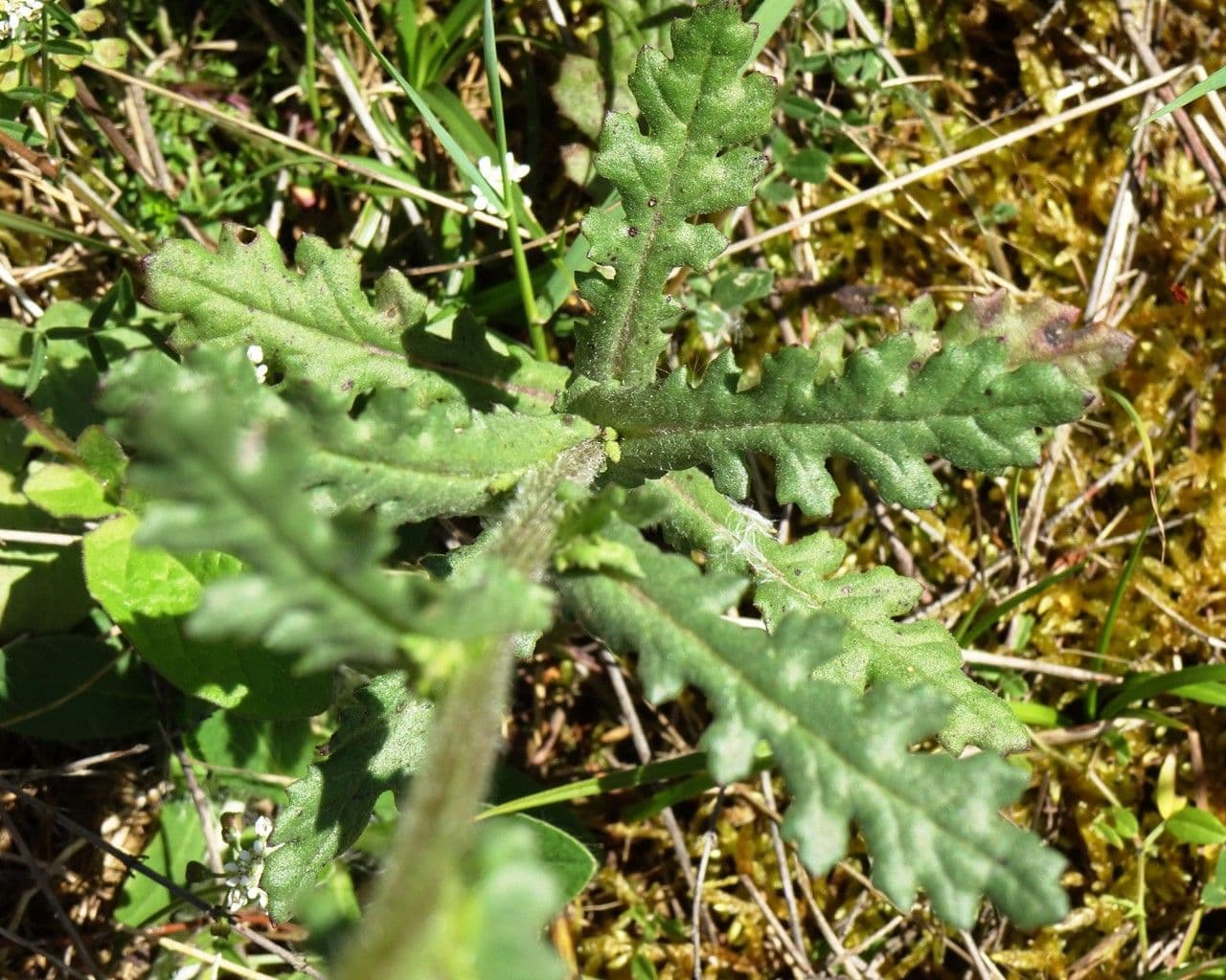 Senecio livido 11