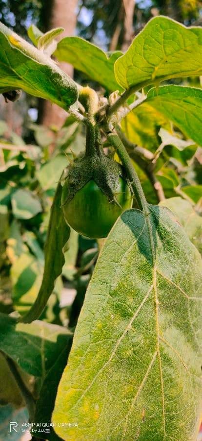 Solanum 5