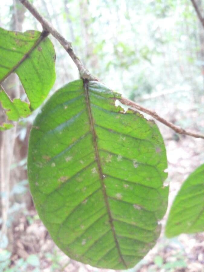 Hirtella 4