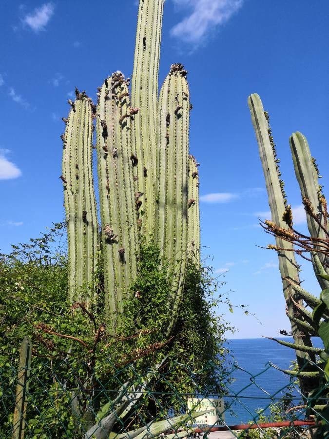 Cactus organo 14