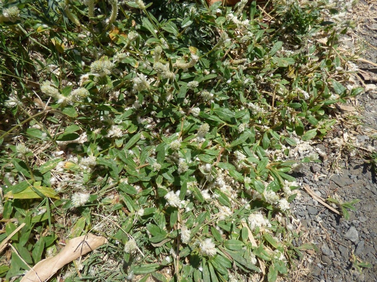 Gomphrena 11