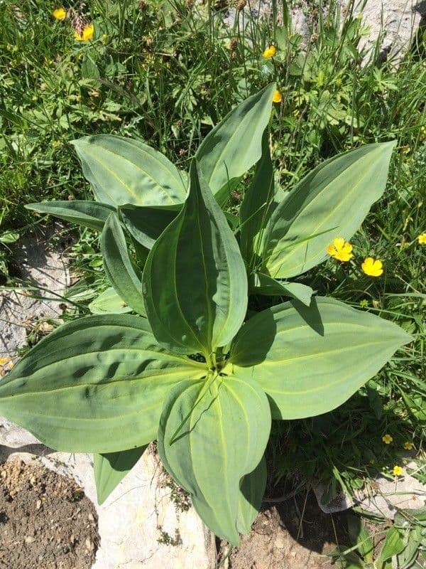Genziana maggiore 19