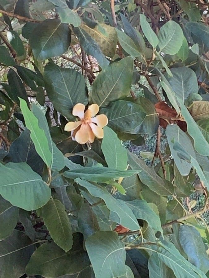 Magnolia 5