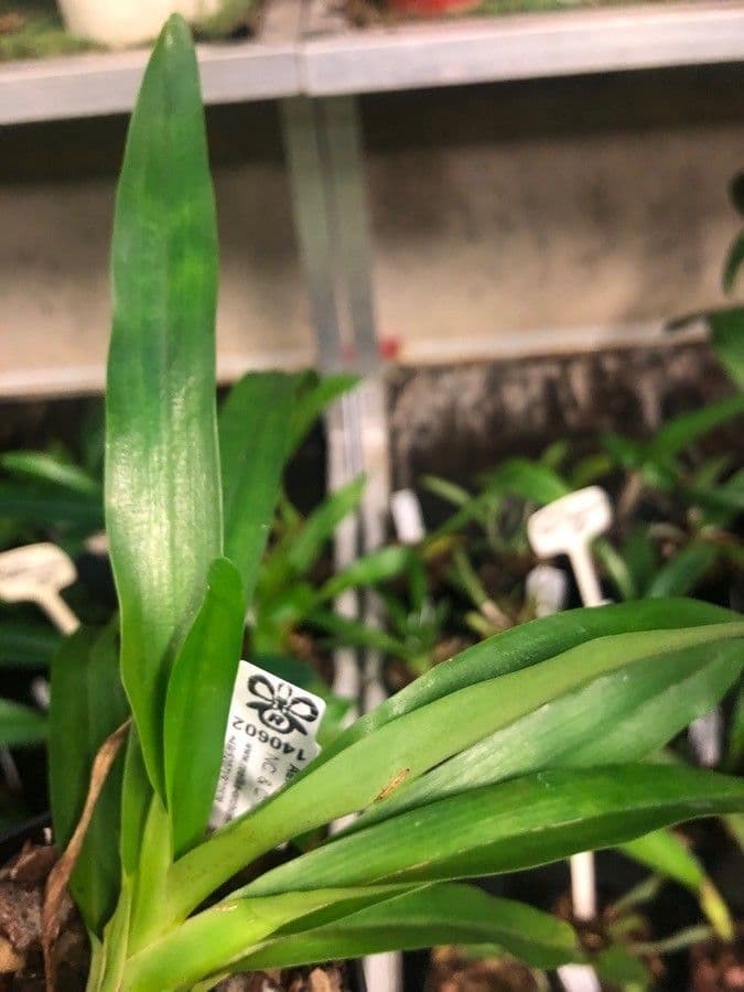 Aeranthes