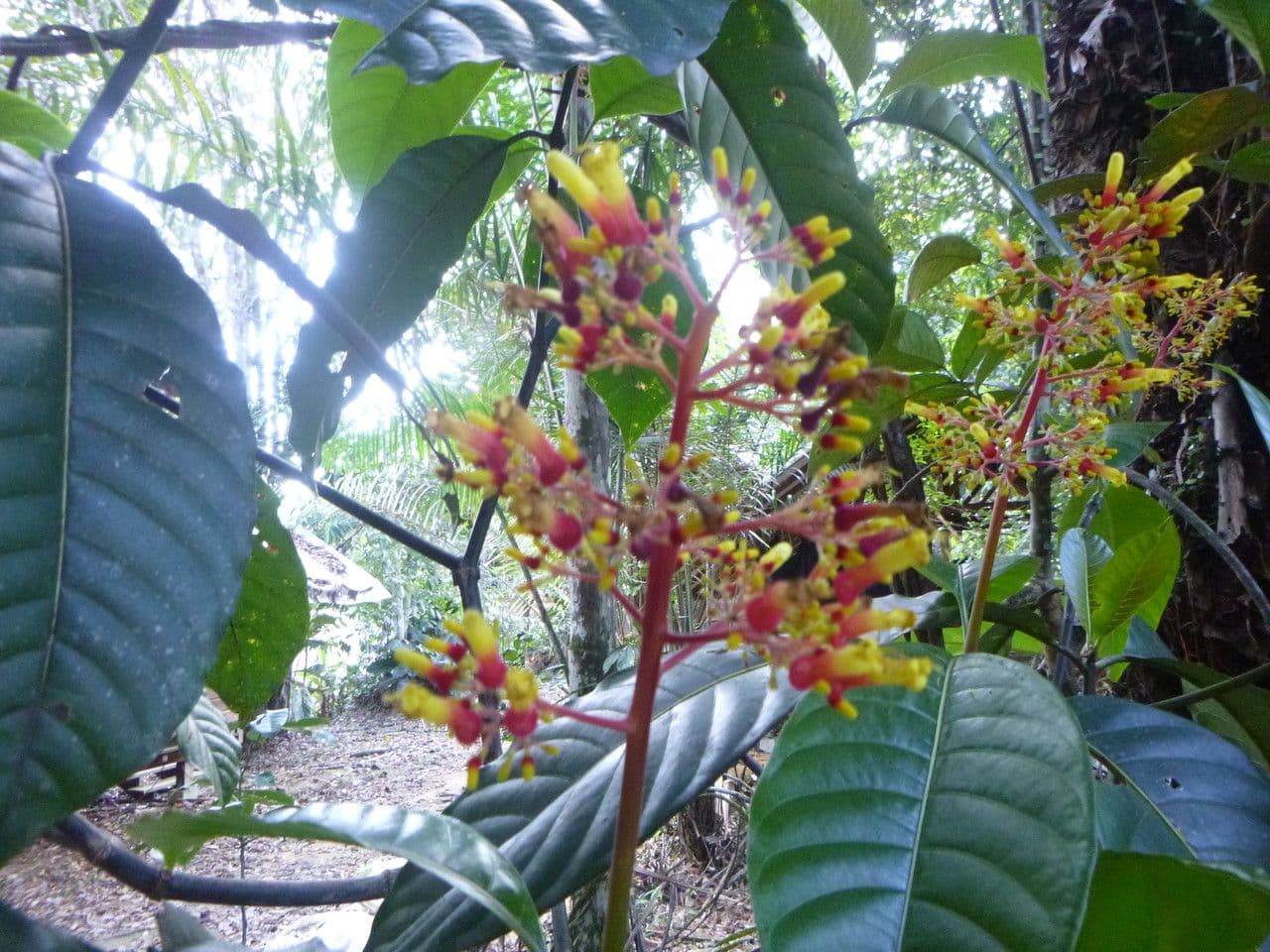Palikurea 9