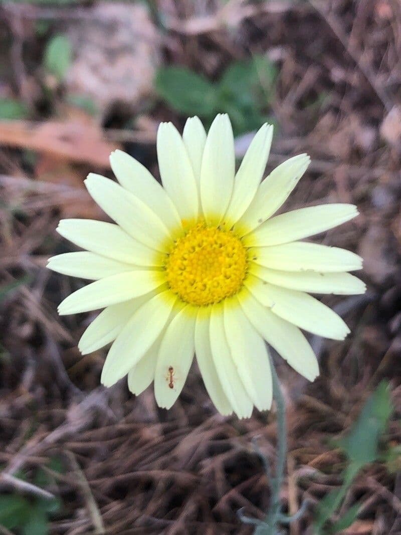 Leucanthemopsis 4