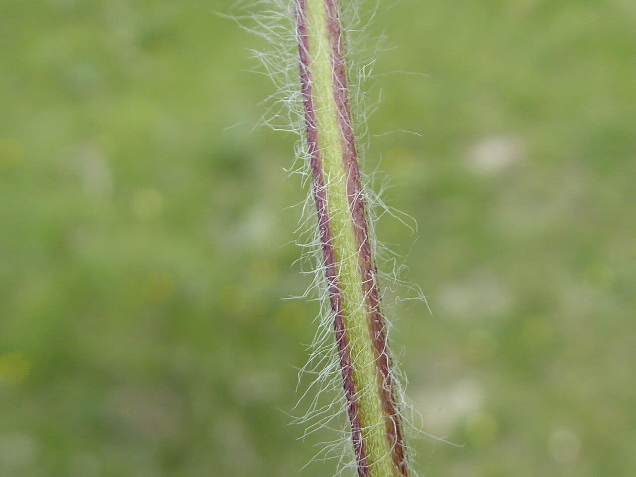 Miodunka 17