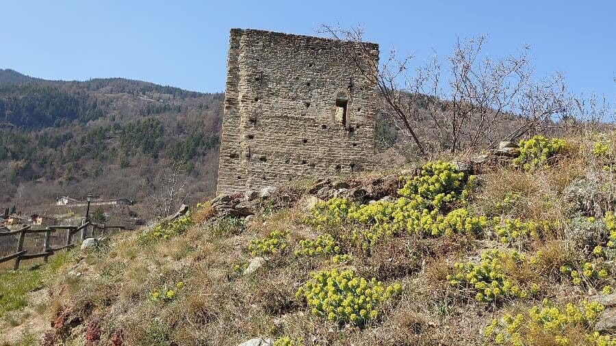 Pryšec 26