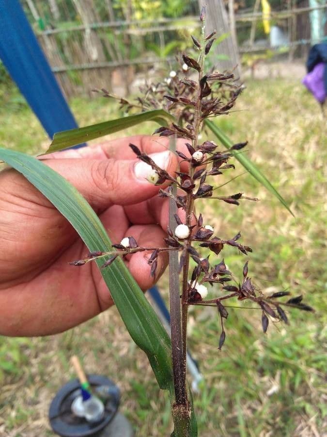 Scleria