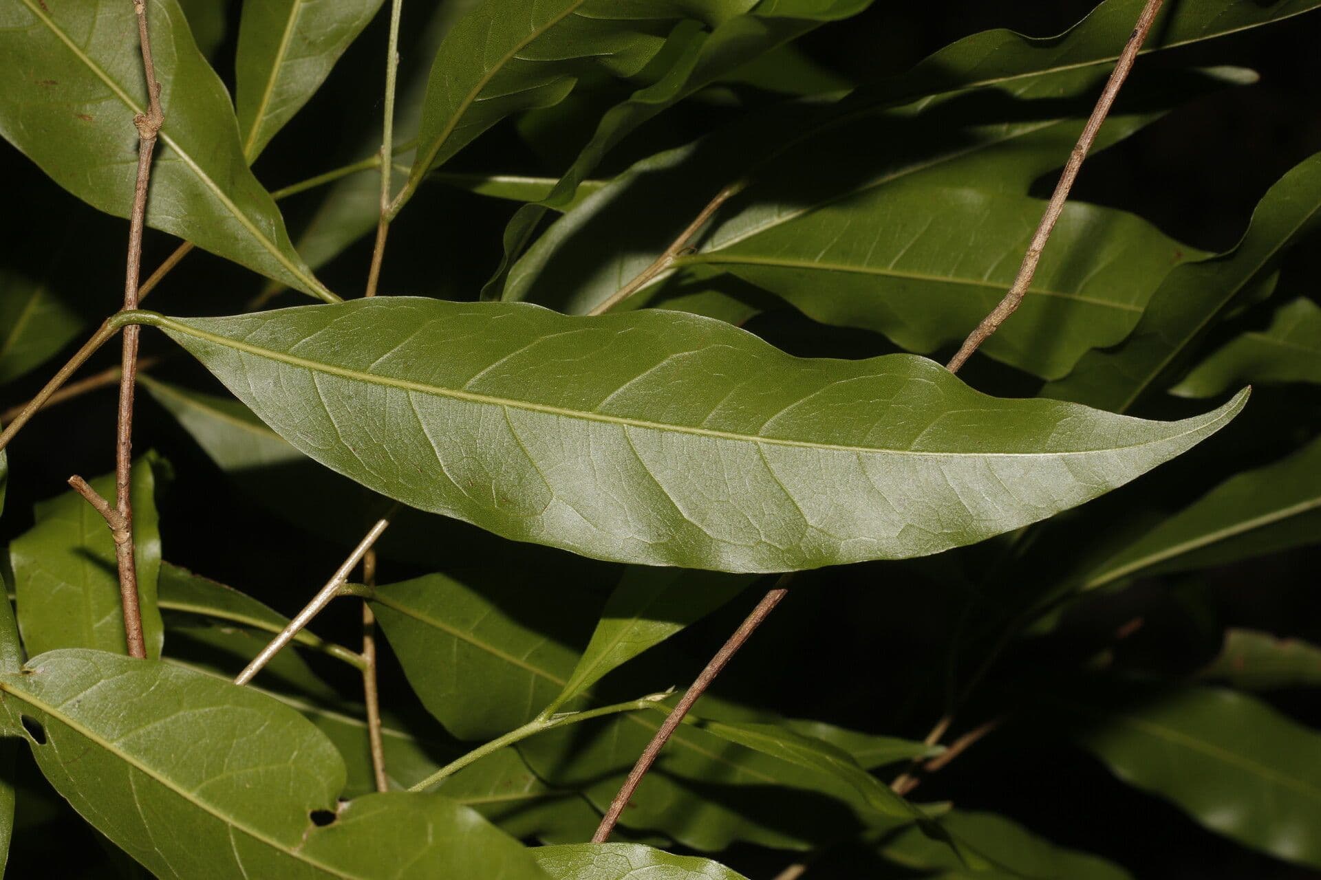 Dichapetalum 3