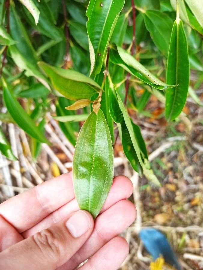 Miconia ligustroides 3