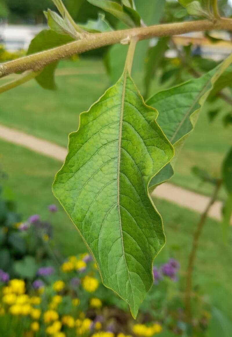 Iochroma 14