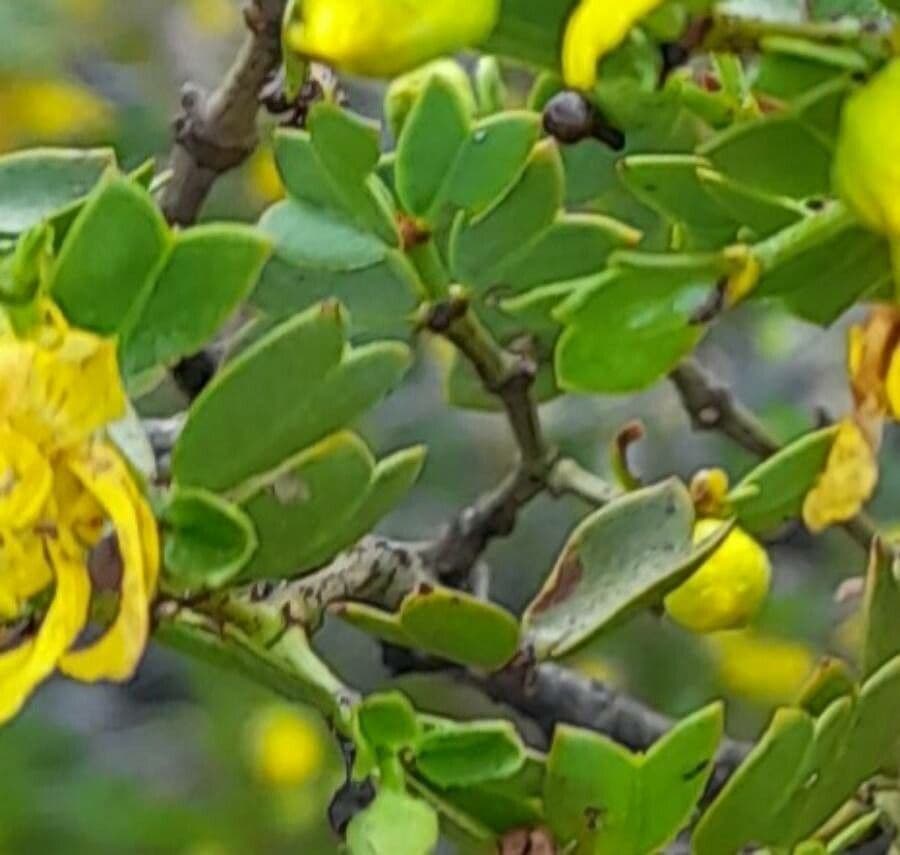 Larrea cuneifolia 6
