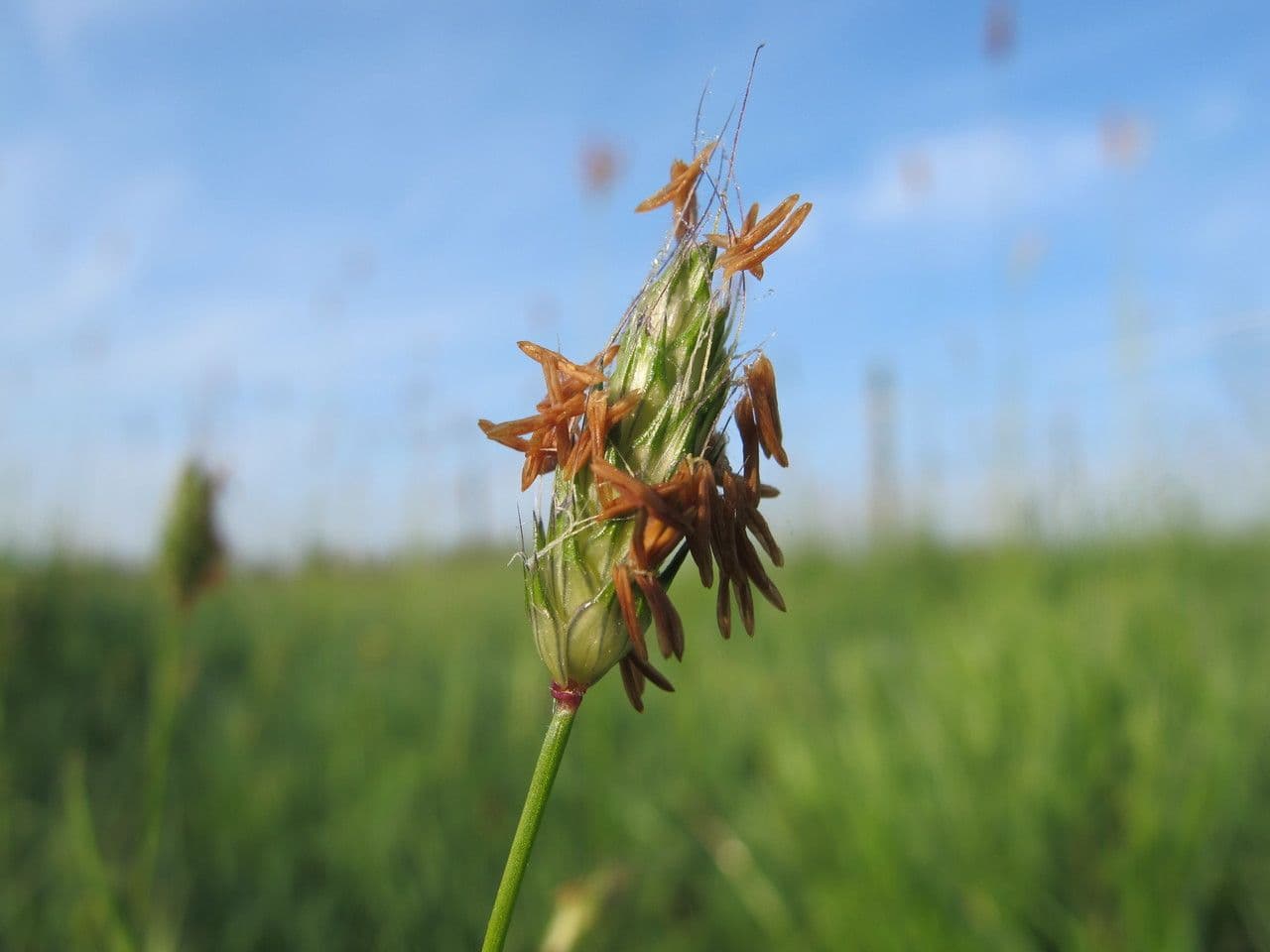 Rendle's meadow foxtail 2