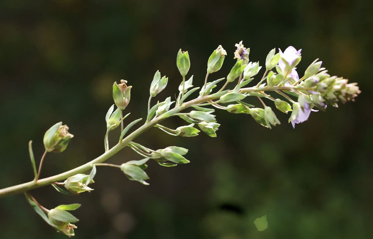 Veronica acquatica