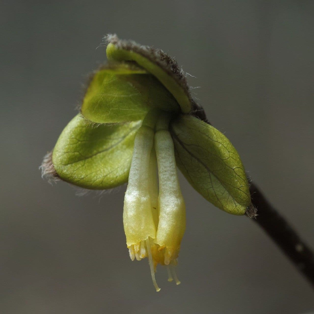 Dirca palustre 3