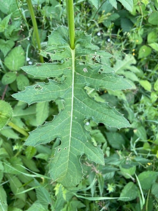 Kohldistel 16