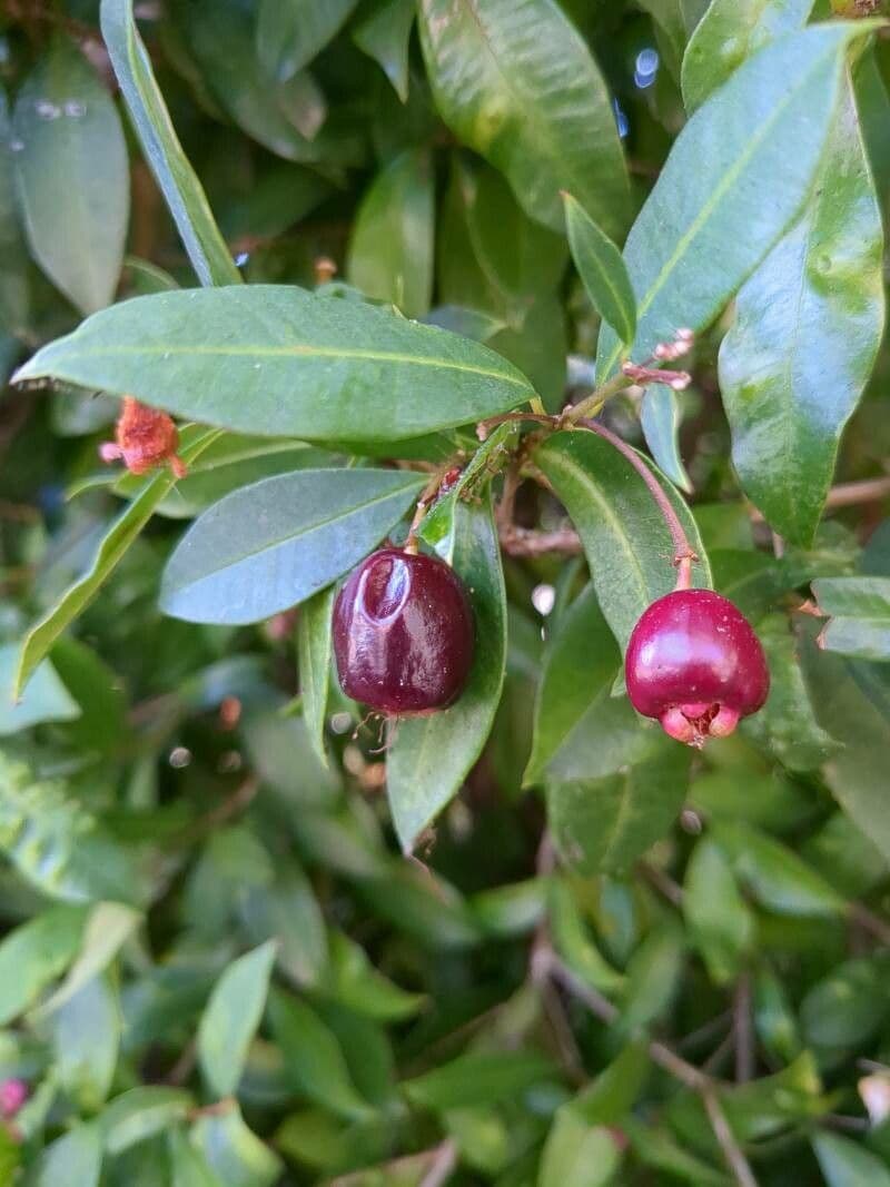 Syzygium paniculatum 4